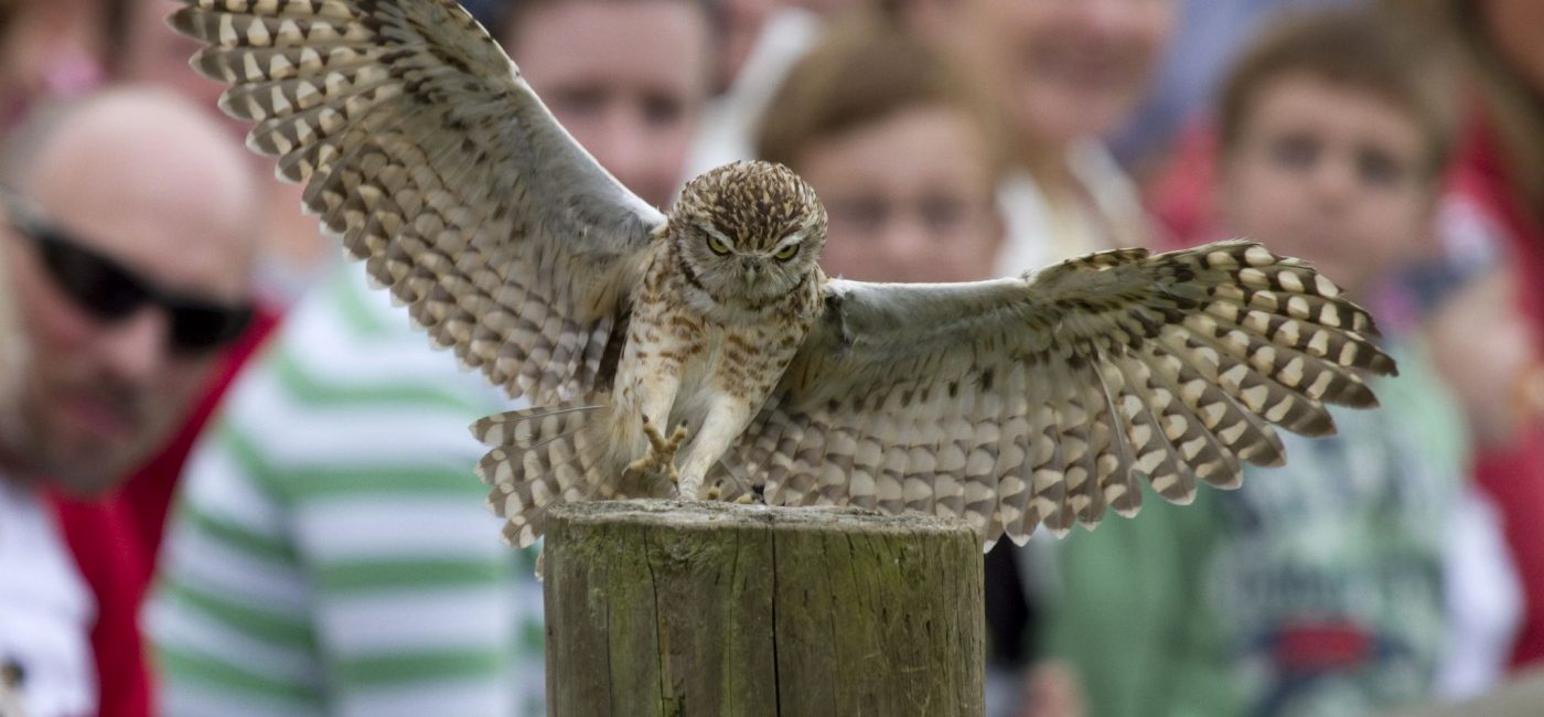 hawk adaptations