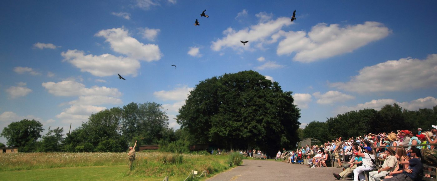 hawk conservancy trust