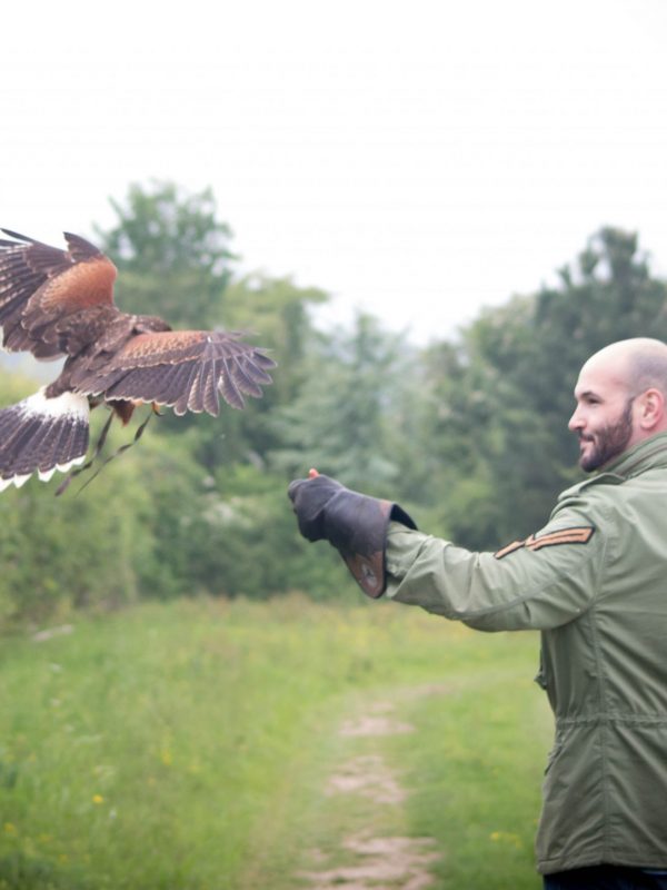 Bird of prey experience. Fly birds of prey including owls, hawks and eagles  - Hawk Conservancy Trust