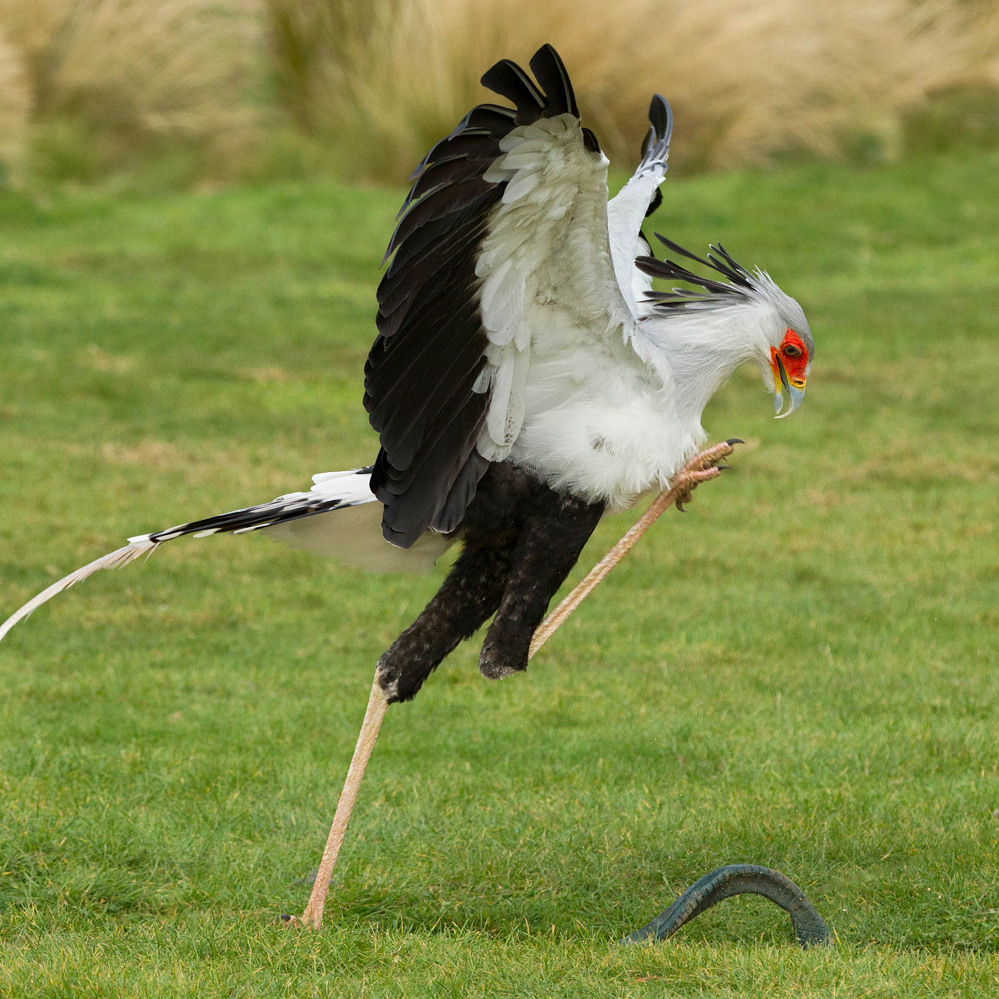 Secretary-Bird-Dr-No.jpg