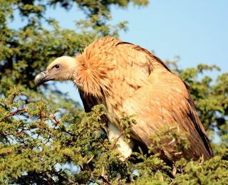 hawk adaptations