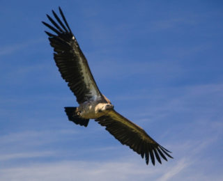 Birds of prey, masters of the skies