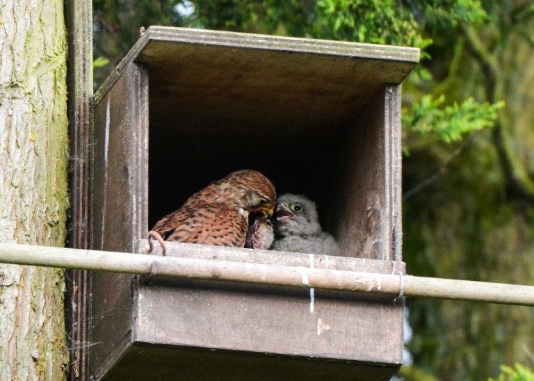 Monitoring Nest Boxes - Hawk Conservancy Trust - Hawk Conservancy Trust