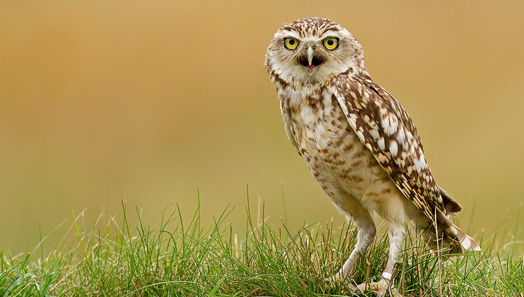 hawk conservancy trust
