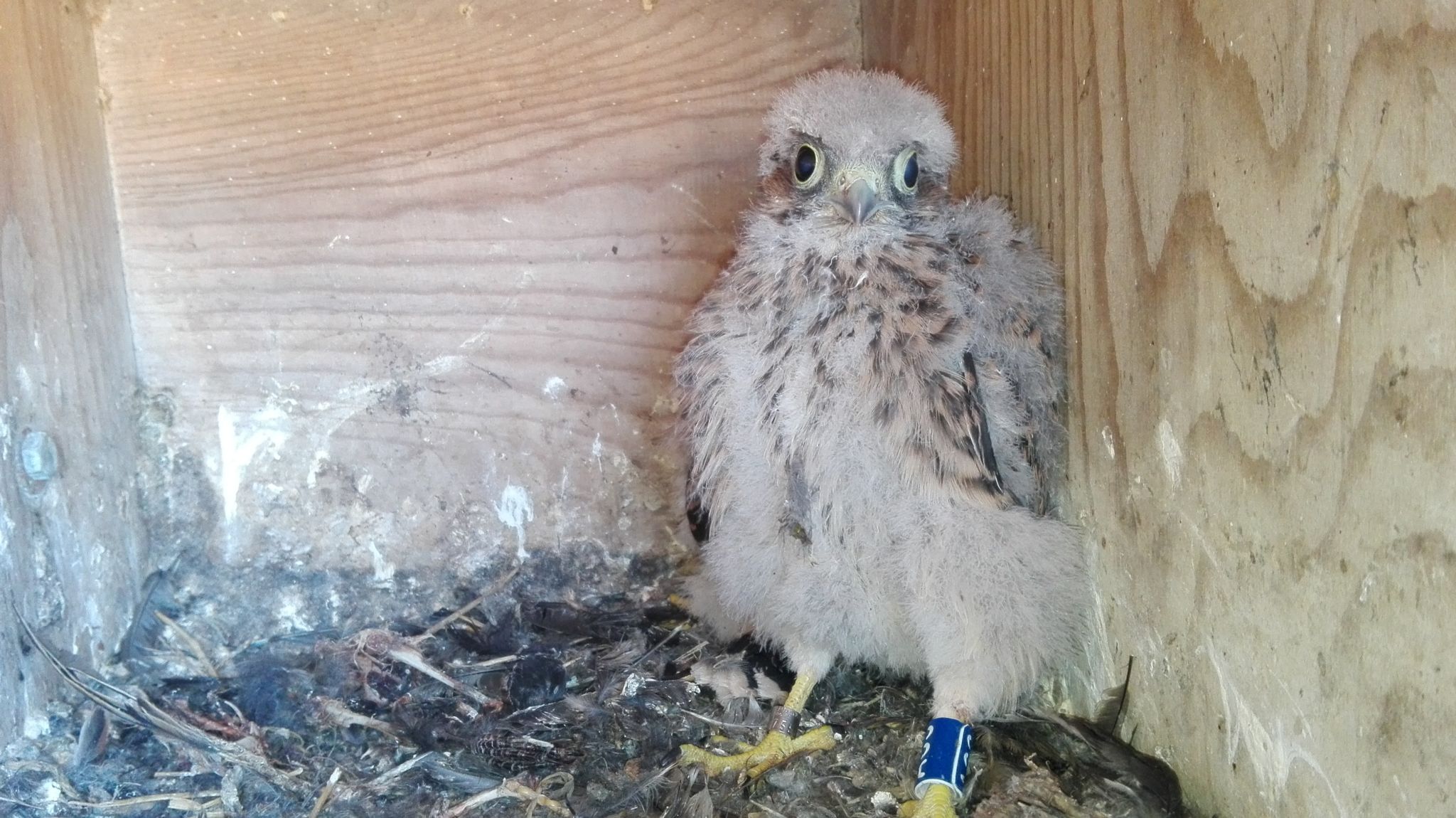 Bird Rings Raptors Why do we put rings on birds? - Hawk Conservancy Trust - Hawk ...