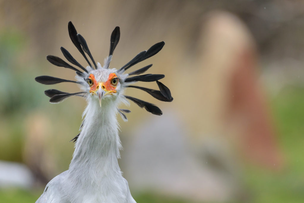 Secretary Bird and Bateleur up-listed to Endangered on IUCN Red List - Hawk  Conservancy Trust - Hawk Conservancy Trust