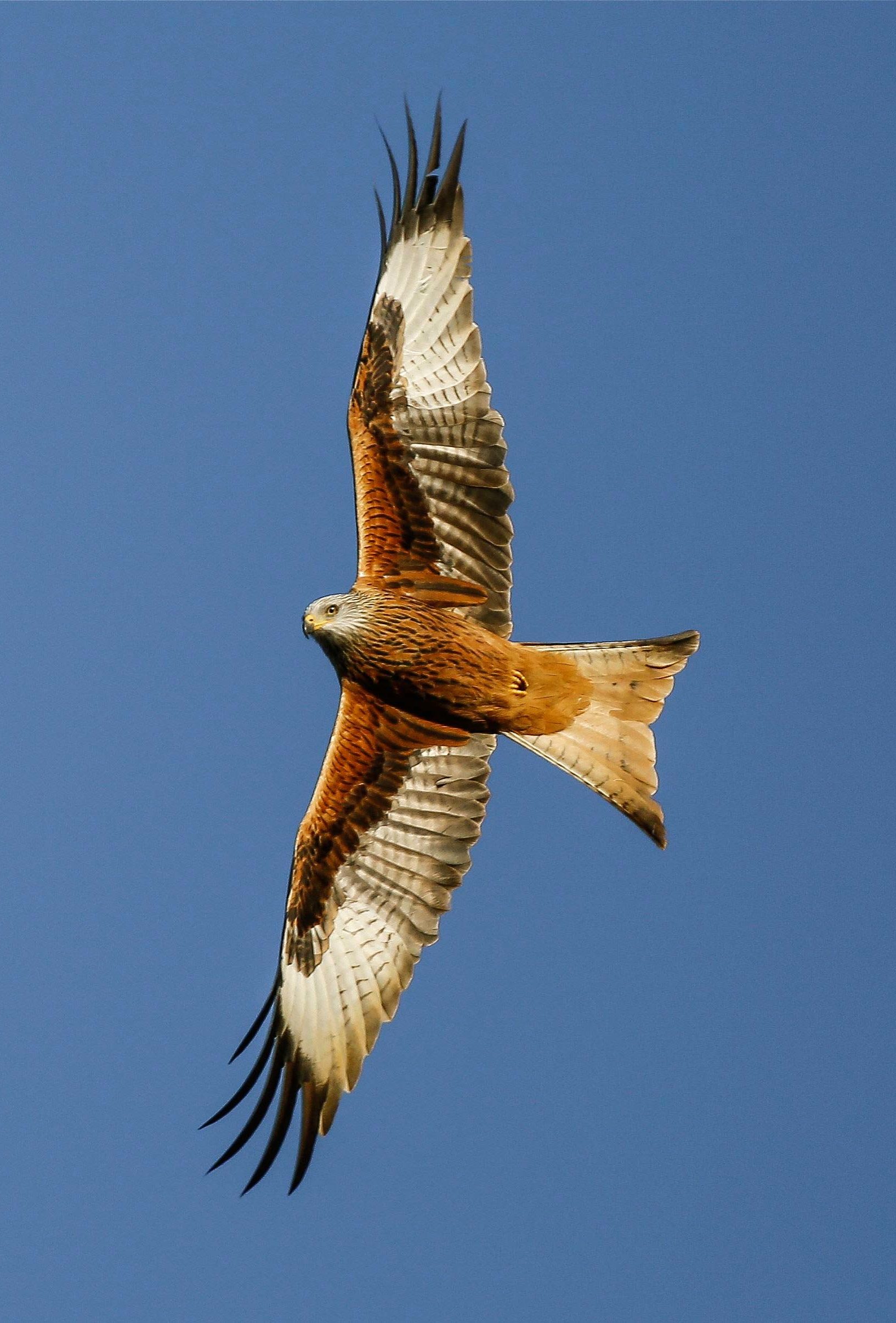 red kite info red kite info
