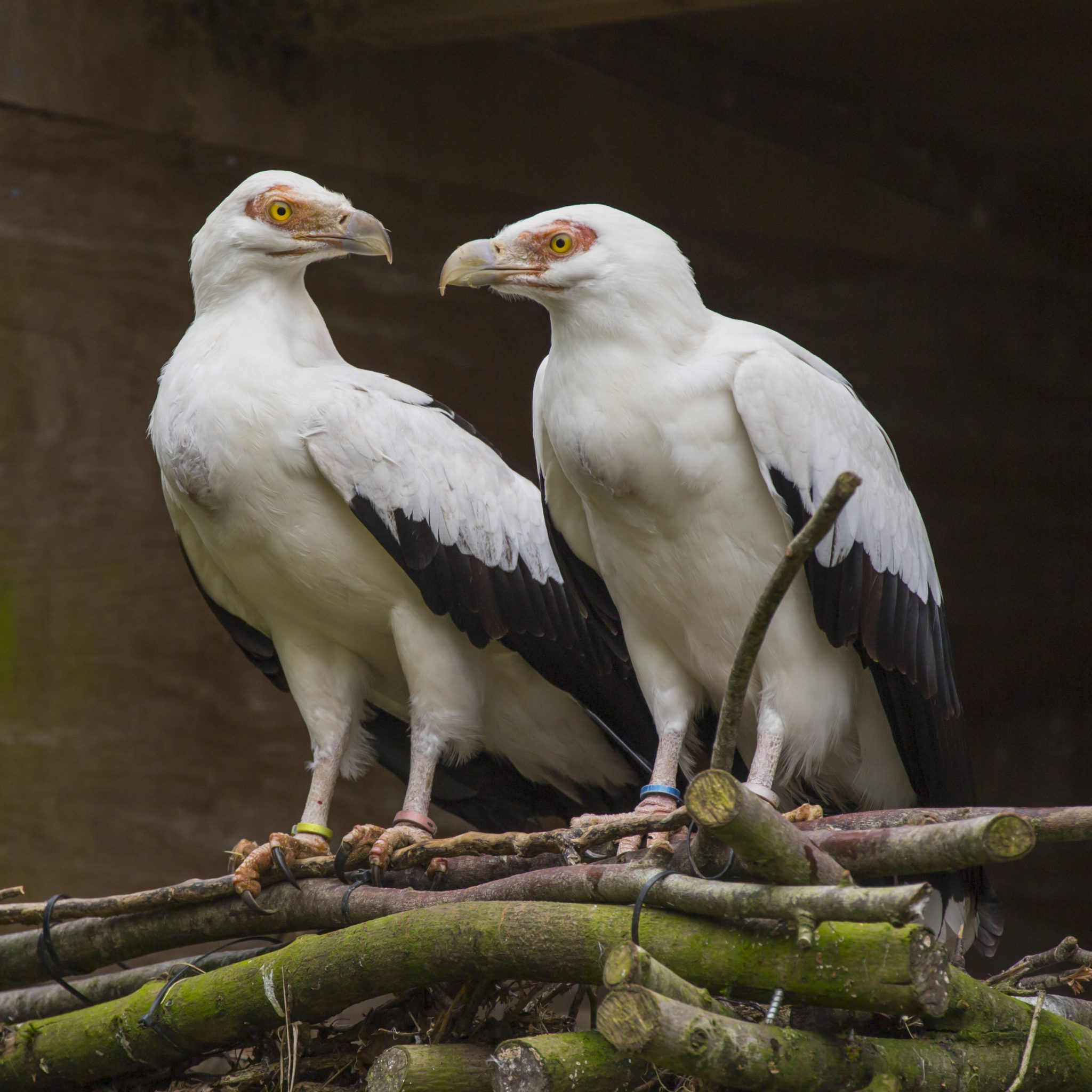 Breeding Palm nut Vultures Hawk Conservancy Trust Hawk Conservancy breeding-palm-nut-vultures-hawk-conservancy-trust-hawk-conservancy