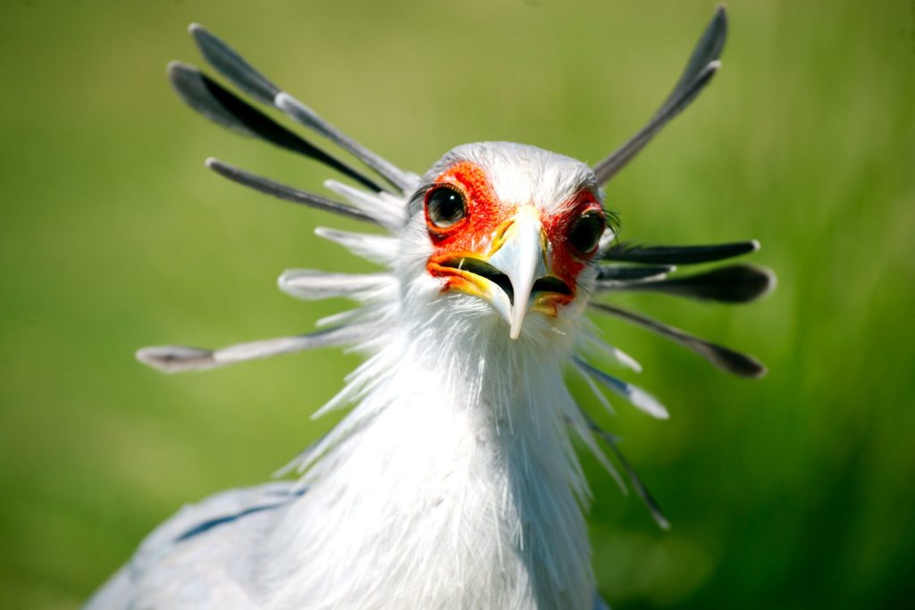 Secretary Bird and Bateleur up-listed to Endangered on IUCN Red List - Hawk  Conservancy Trust - Hawk Conservancy Trust