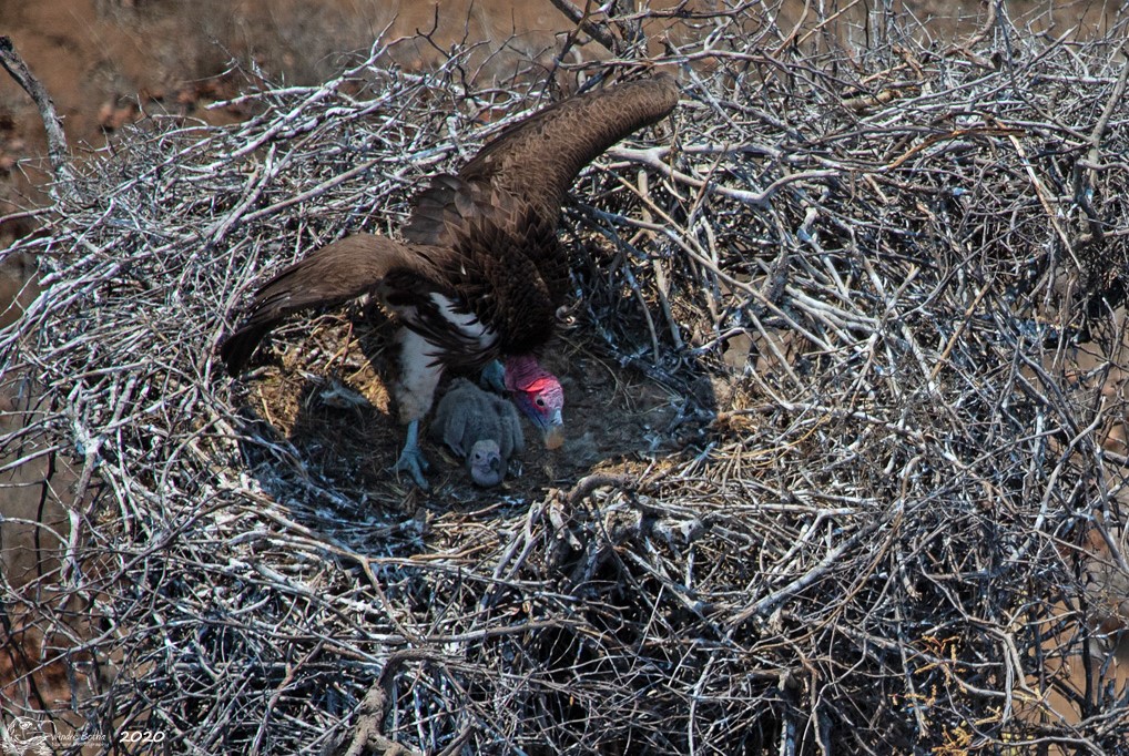 Vulture Ecology Study: 2020 Update  Golden Gate National Parks Conservancy