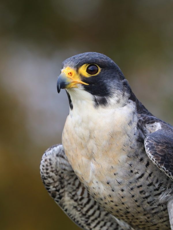 Peregrine Falcon  The Nature Conservancy