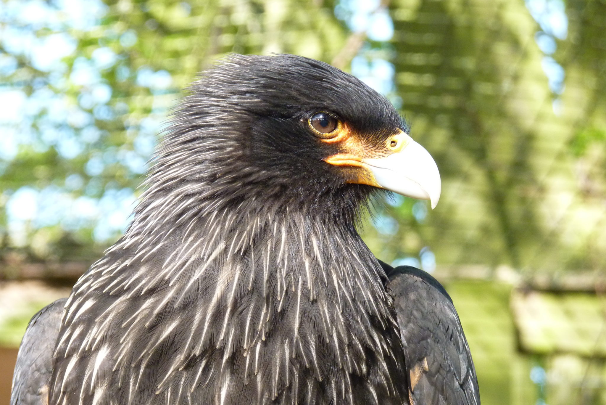 https://www.hawk-conservancy.org/wp-content/uploads/2022/03/Darwin-printed-Feb20-2048x1368.jpg