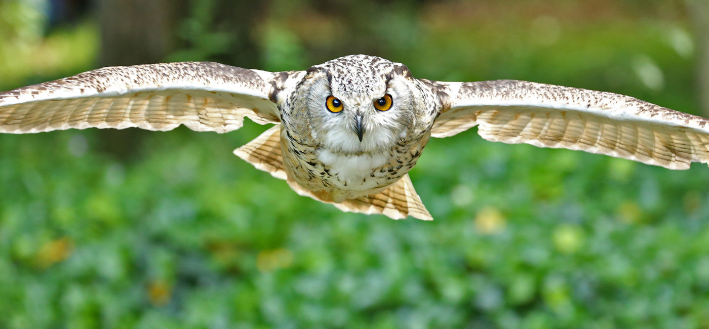 The Wildlife Trusts - Five of our more frequently seen birds of prey! 🦅 🔍Sparrowhawk - fairly small and the one you're most likely to see in your garden. They have grey