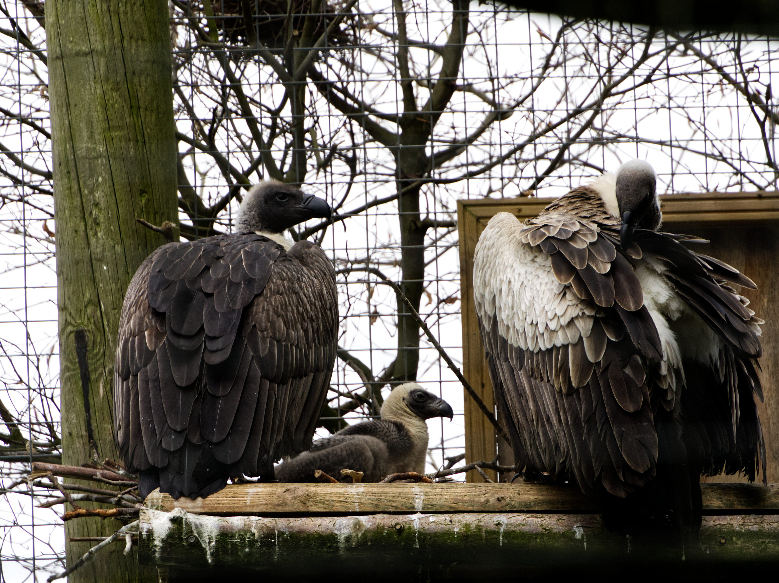 Hooded Vultures  Hawk Mountain Sanctuary: Learn Visit Join