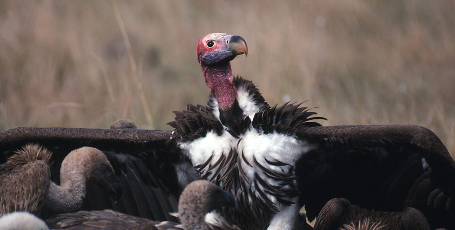 Lappet-faced Vulture