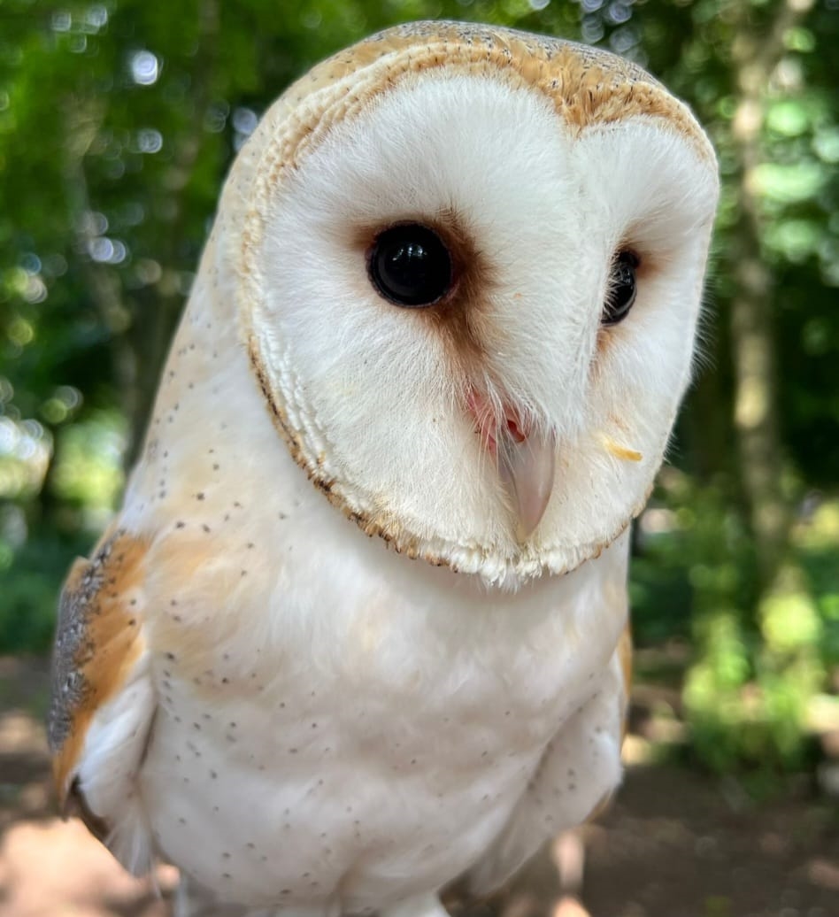 Helping Willow find her wings - Hawk Conservancy Trust - Hawk