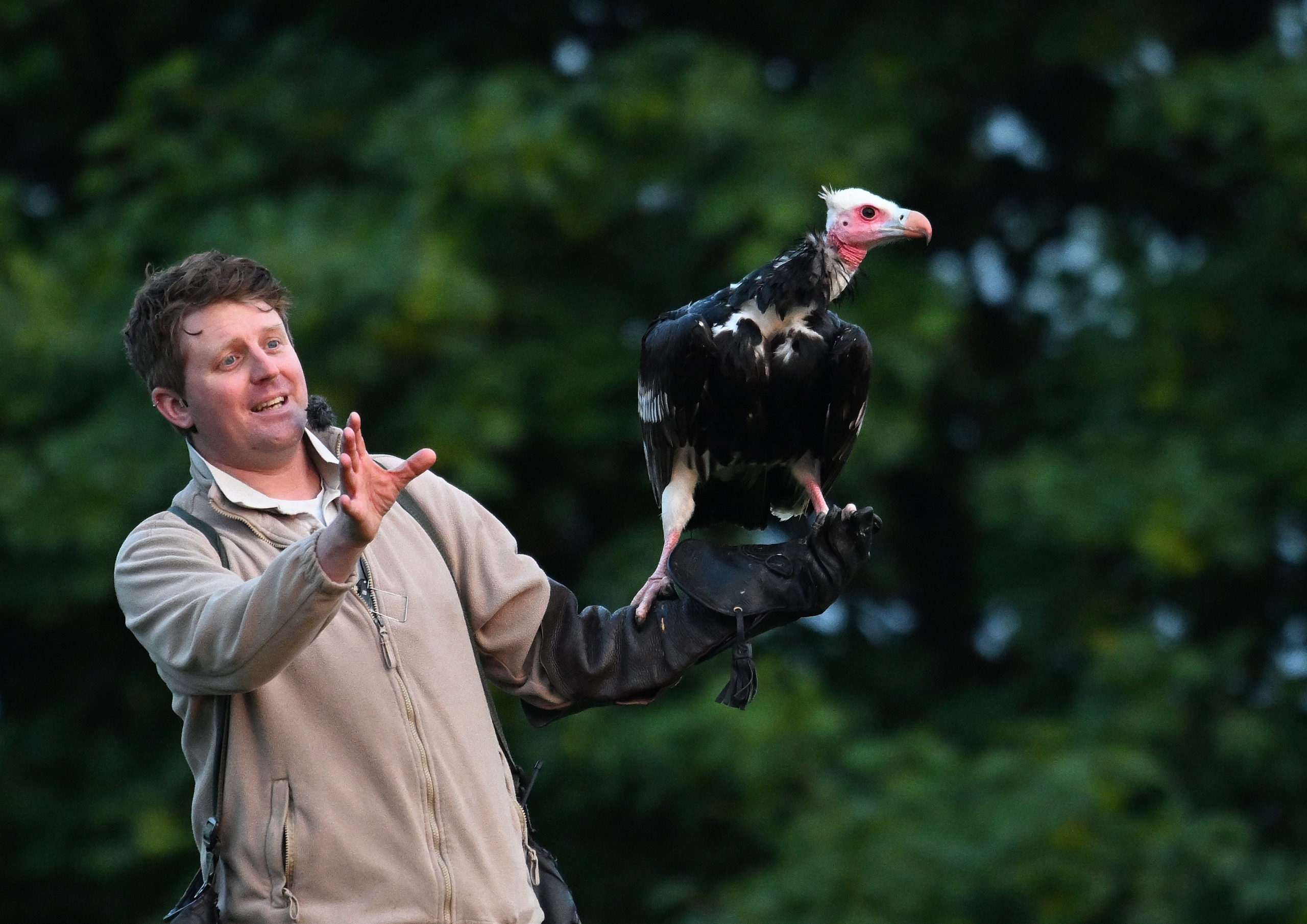 Matchmaking with Mamba and Ryan - Hawk Conservancy Trust - Hawk ...