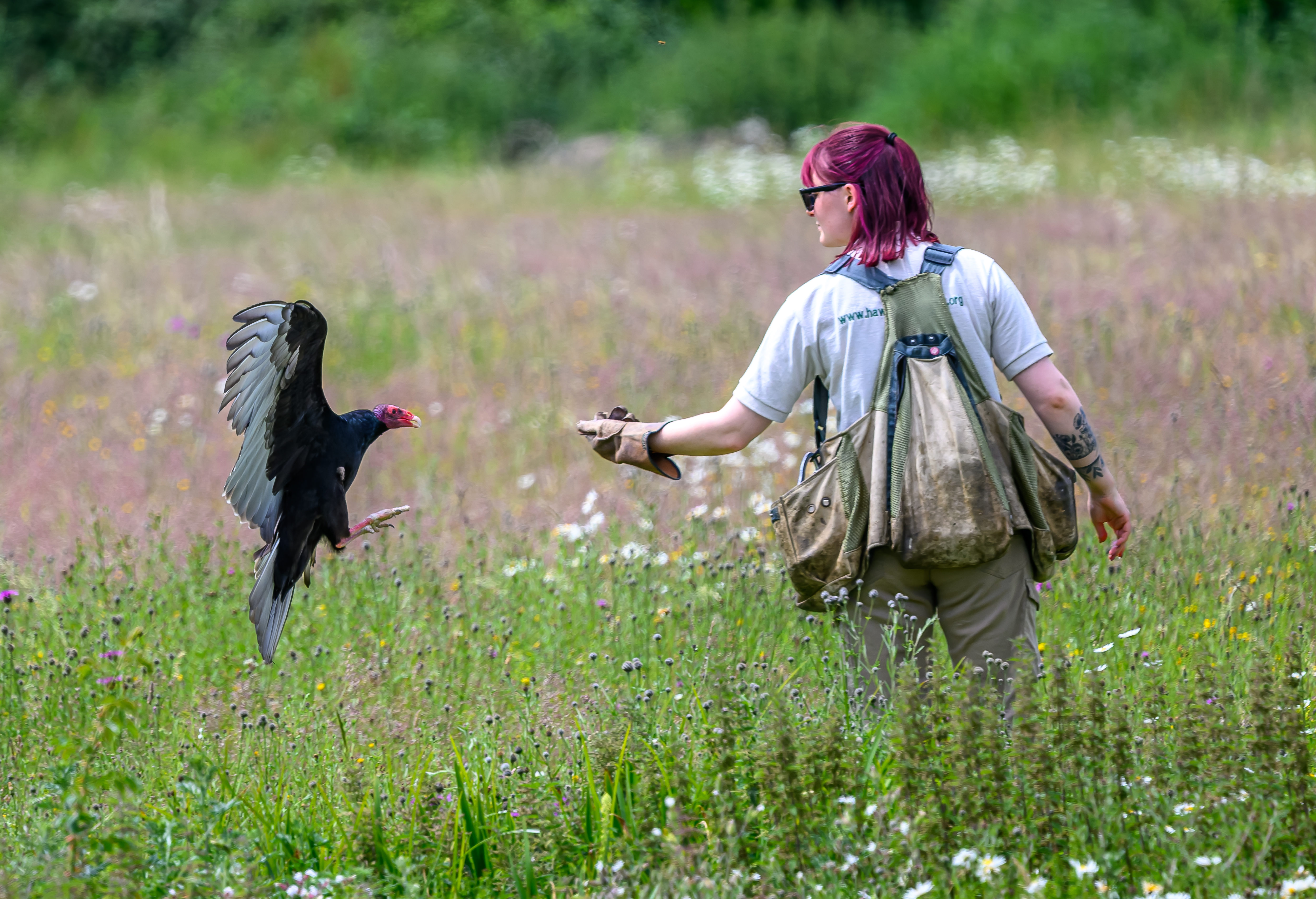 Career Day, from Hawk Conservancy Trust